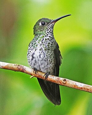 Many-spotted Hummingbird JCB