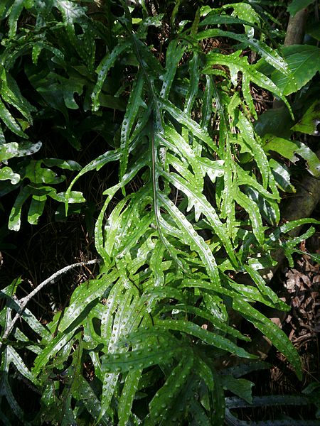 Microsorum scandens 11