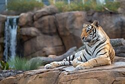 Mike VII.jpg