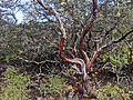 Mossy Madrone in Henry Cowell Redwoods State Park