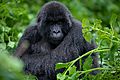 Mountain gorilla from Susa Group in Karisimbi thicket of Volcanoes National Park in Rwanda. Emmanuel Kwizera