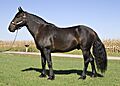 Mustanggelding