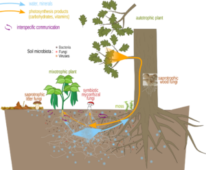 Mycorrhizal network