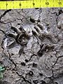 Opossum and vole tracks in mud