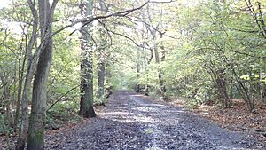 Oxleas Wood path 1