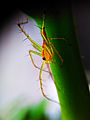 Oxyopes salticus spider 02