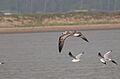 Pallas's Gull first wintering