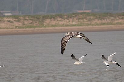 Pallas's Gull first wintering