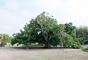 Paradox Hybrid Walnut Tree, Whittier-1.jpg