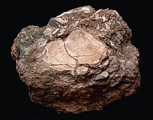 Parietal neandertal Cova del Bolomor.jpg