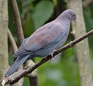 Patagioenas oenops-2009-0124
