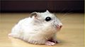 Pearl Winter White Russian Dwarf Hamster - Front