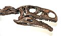 Plateosaurus skull (1)