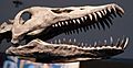 Plesiosaur skull
