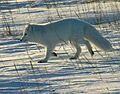 Polarfuchs 1 2004-11-17