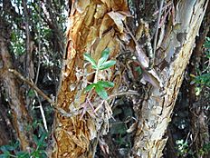 Polylepis racemosa tronc