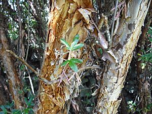 Polylepis racemosa tronc