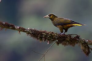 Psarocolius atrovirens, Dusky-green Oropendola.jpg