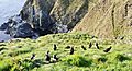 Puffin Party IMG 3348 (19674441423)