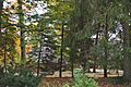 Purcell House through the trees