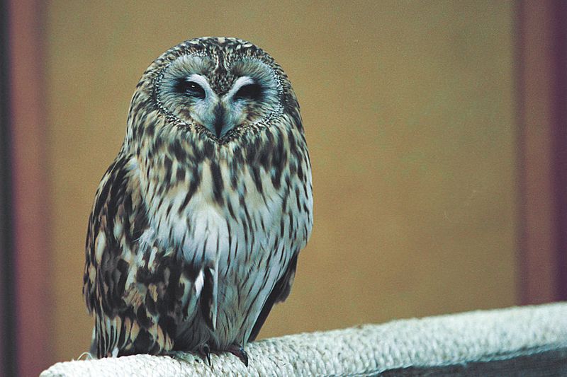 Raptor center (js) 1