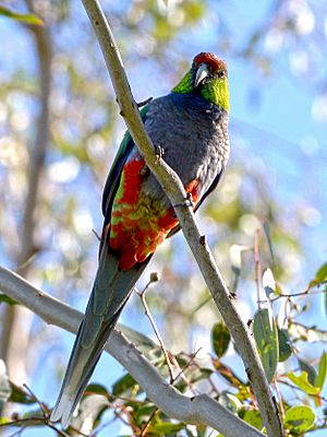 Red-capped Parrot, Blackadder Wetland 1b