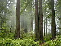 Foggy redwood grove