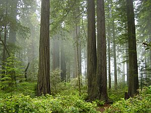 Coast Redwood forest in Redwood National Park