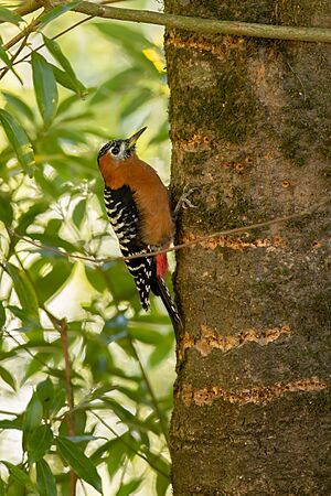Rufous-bellied woodpecker