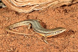 Saltbush skink, pictured with fire-tail markings covering ventral edges