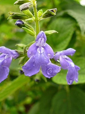 Salvia urica (Scott Zona) 002