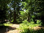 San Mateo Arboretum, San Mateo, CA - IMG 9082.JPG