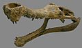 Sarcosuchus skull