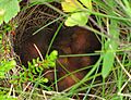 Savannah Sparrow chicks in nest