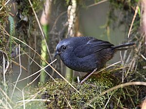 Scytalopus schulenbergi - Diameded Tapaculo; Abra Malaga, Cuzco, Peru.jpg
