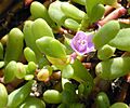 Sesuvium p