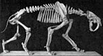 Smilodon skeleton