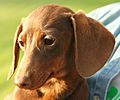 Smooth Dachshund red and tan portrait