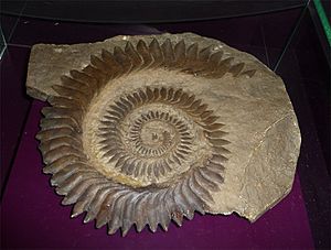 Spirale dentaire d'helicoprion
