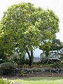 Starr 010419 0038 cinnamomum camphora