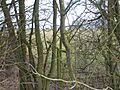 Sudborough Green Lodge Meadows 1