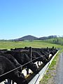 Sugar Loaf Farm Black Angus Cattle