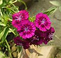 Sweet William-Dianthus barbatus (6)