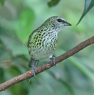 Spotted tanager Facts for Kids