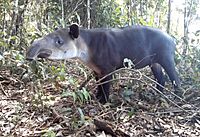 Tapir in Costa Rica