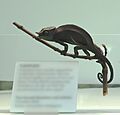 Taxidermied Furcifer bifidus