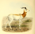 The book of antelopes (1894) Gazella ruficollis