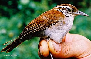 Thryophilus rufalbus (Rufous-and-white Wren) (7245413144).jpg