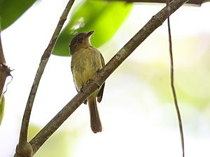 Tolmomyias traylori Orange-eyed Flatbill; Iquitos, Peru.jpg