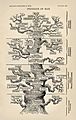 Tree of life by Haeckel